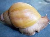 caracol exótico africano amenaza biodiversidad