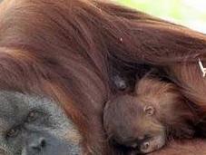 Orangutanes humanos comparten genes según estudio