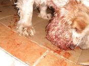 URGENTE!!!!!!!!!! herida calle (Sevilla)