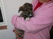 Urgente!!! cachorros cruce galgo tres meses, urge casas acogida adopción, antes enfermen