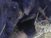 Thor, cachorro vida llena sufrimientos nadie quiere aspecto-murcia