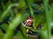 Langostas: verdadera plaga plantas