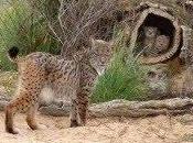 población linces Andalucía incrementa