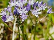 Escila primavera