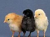 Revista reformada siempre reforma