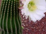 Cactus Flores