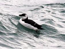 Alca común-alca torda-razorbill