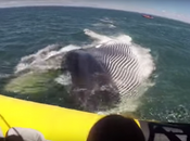 ¡Una foca sube bote para salvarse unas orcas iban comer!