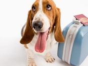 Viajar animales: cómo disfrutar correctamente nuestras mascotas