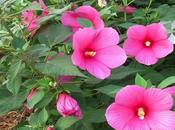 Hibisco