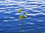 Ante fantasía telón agua