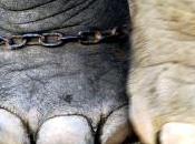cadenas pueden romper