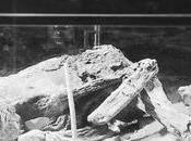 «Fawn Hoof» enigmática momia egipcia descubierta Norteamérica