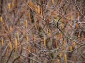 mosquitero camuflado