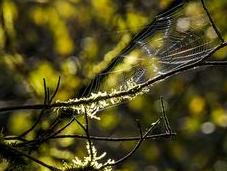 hamaca araña