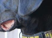 Estados Unidos perro policía puede localizar “porno”.