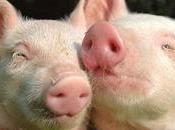 ¿Qué significa soñar cerdos?