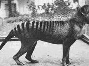 Tigre Tasmania, años después extinción