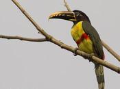 Arasarí fajado (Chestnut-eared Aracari) Pteroglossus castanotis