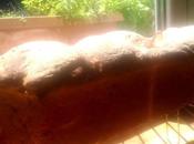 calabacin menta limon ....panes enamoran ..panificadora