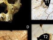 Paleoguerra