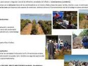 vendimia Sierra Norte