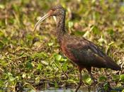 Cuervillo cañada (White-faced Ibis) Plegadis chihi