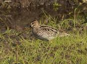 Becasina común (South-American Snipe) Gallinago paraguaiae