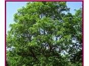 Walnut (Nogal)
