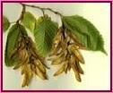 Hornbeam (Hojarazo)