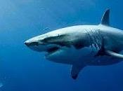 deep (Johannes Roberts, 2016. Gran Bretaña)