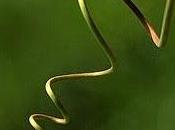 Vine (Parra)