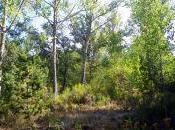 Bosques verano