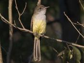 Burlisto pico canela (Swainson´s Flycatcher) Myiarchus swainsoni
