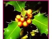 Holly (Acebo)
