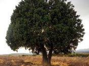 Árboles singulares Puebla Valles