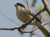 Monterita cabeza negra (Black-capped Warbling-Finch) Poospiza melanoleuca