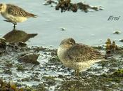 Repaso marismas santoña