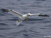 Aves marinas delfines mulares Cantábrico