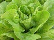 beneficios lechuga para salud