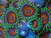 ‘Coral colors’, hipnótico timelapse fotografía macro muestra belleza corales