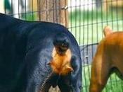 Doberman Bóxer, ¿Cuál Raza Adapta Mejor