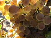 Berenar Verema Cavas Nadal, fiesta vendimia