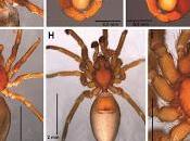Nuevas arañas descubiertas Brasil Chile