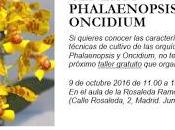 Taller géneros Phalaenopsis Oncidium orquídea...