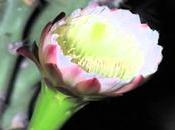 Mágico momento abre flor Cactus Cereus