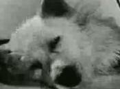Video científicos soviéticos llevando vida cabeza decapitada perro
