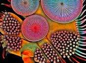 extraordinarios detalles diminutas criaturas capturadas microscopio escaneo láser