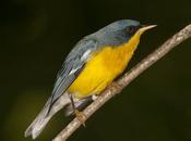 Pitiayumí (Tropical Parula) Setophaga pitiayumi