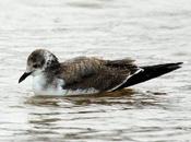 Gaviota sabine-larus sabini-sabine´s gull